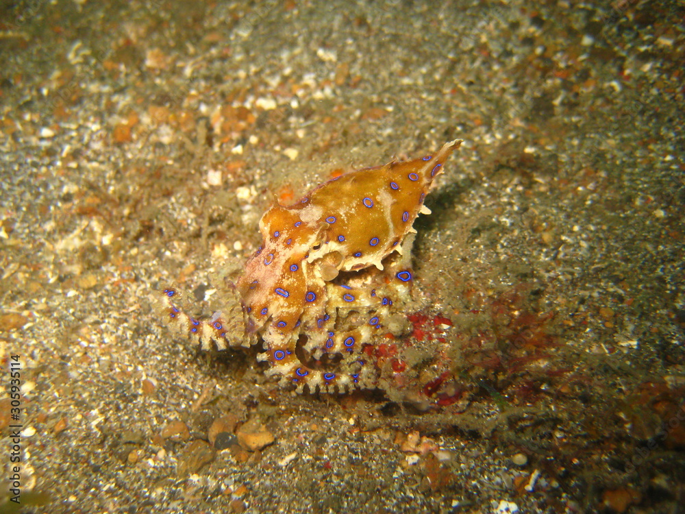 Blauring-Oktopus