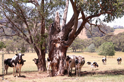 Daity cow pasture free range country photography