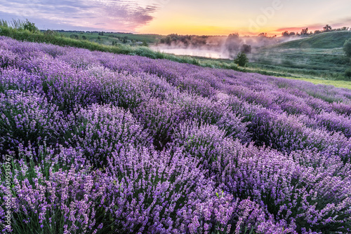 Colorful flowering lavandula or lavender field in the dawn light. © volff