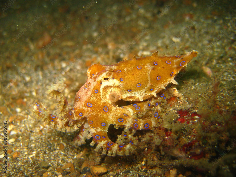 Blauring-Oktopus