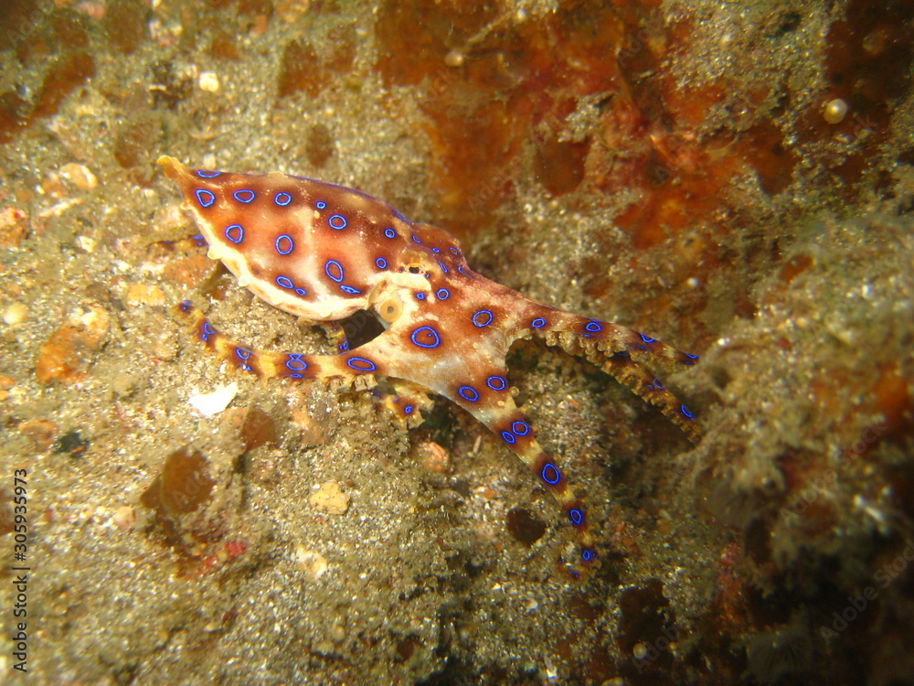 Blauring-Oktopus