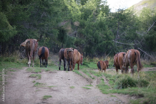 herd of horses on pasture