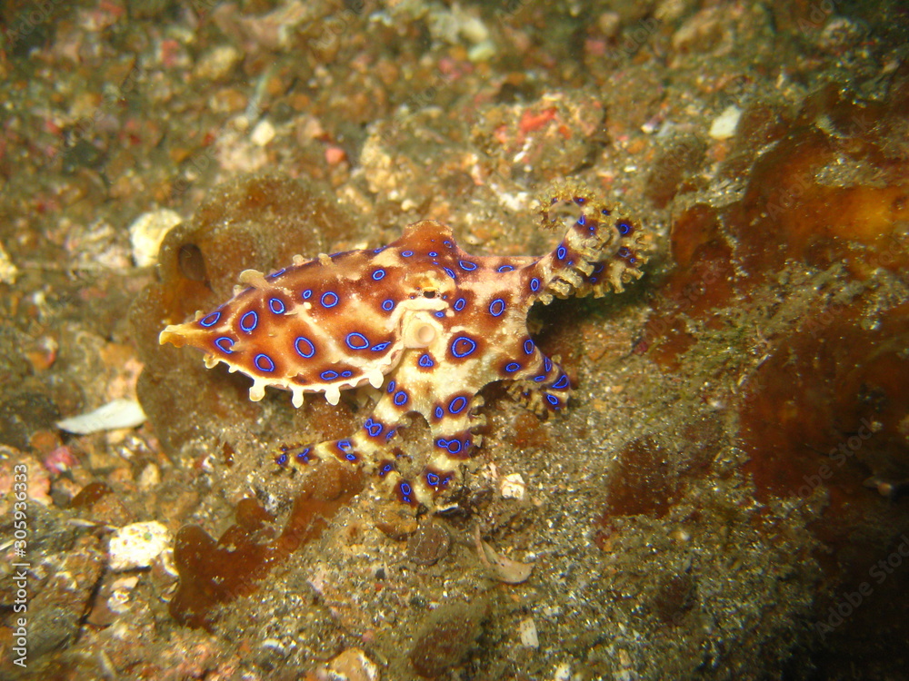 Blauring-Oktopus