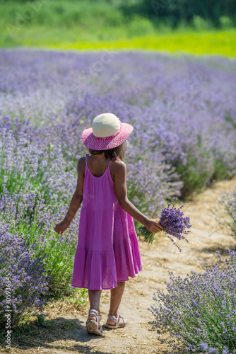 Pretty little girl walking in the flowering lavender field and gathering flowers.
