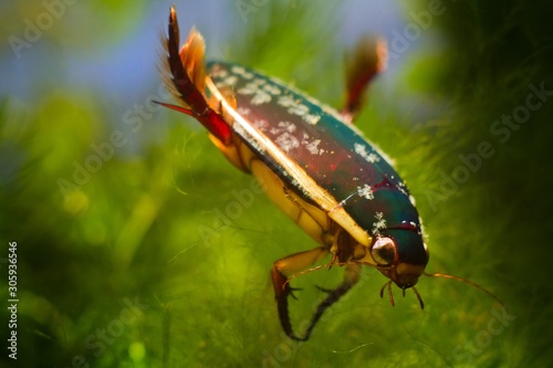 adult male of great diving beetle, Dytiscus marginalis, wide-spread freshwater predator insect rest balancing with rear legs in European temperate biotope aquarium photo