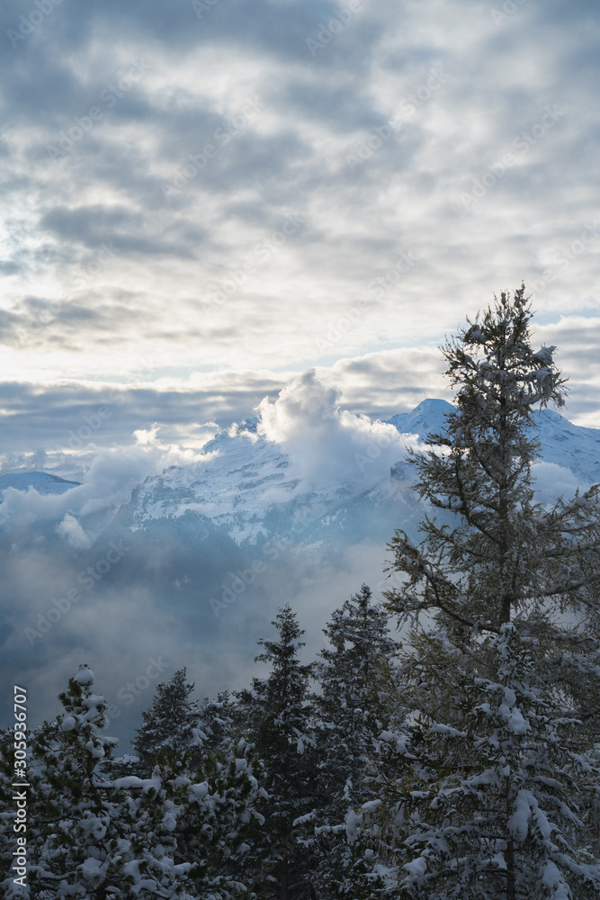 switzerland trees in winter switzerland trees in winter
