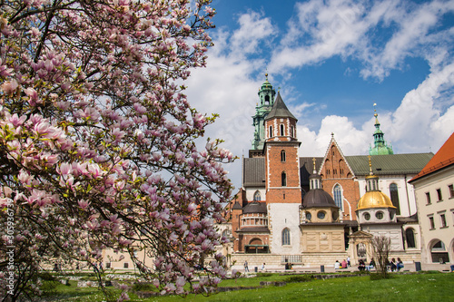 Katedra Wawelska na wzgórzu Wawelskim w Krakowie i kwitnące magnolie, Polska photo
