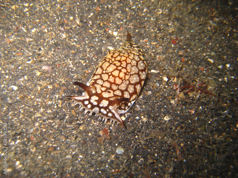 Flankenkiemer