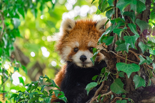 レッサーパンダ photo