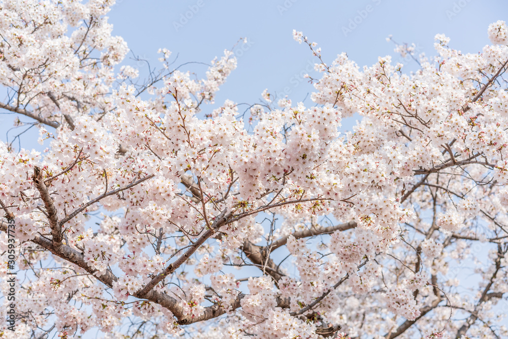close up marco full bloom cherry blossom beauiful Sakura tree at japan cherry blossom forecast pink asian flower perfact season to travel and enjoy japanese culture idea long weekend holiday relax close up marco full bloom cherry blossom beauiful Sakura tree at japan cherry blossom forecast pink asian flower perfact season to travel and enjoy japanese culture idea long weekend holiday relax