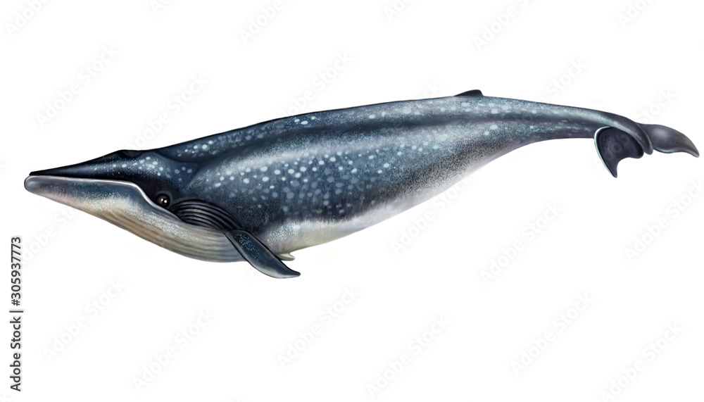 Obraz premium blue whale