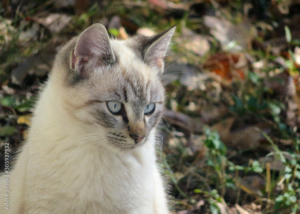 portrait of a cat