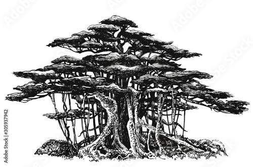 Banyan tree with aerial roots. Bonsai in the forest.Long branches, big tree. Ink drawing. photo