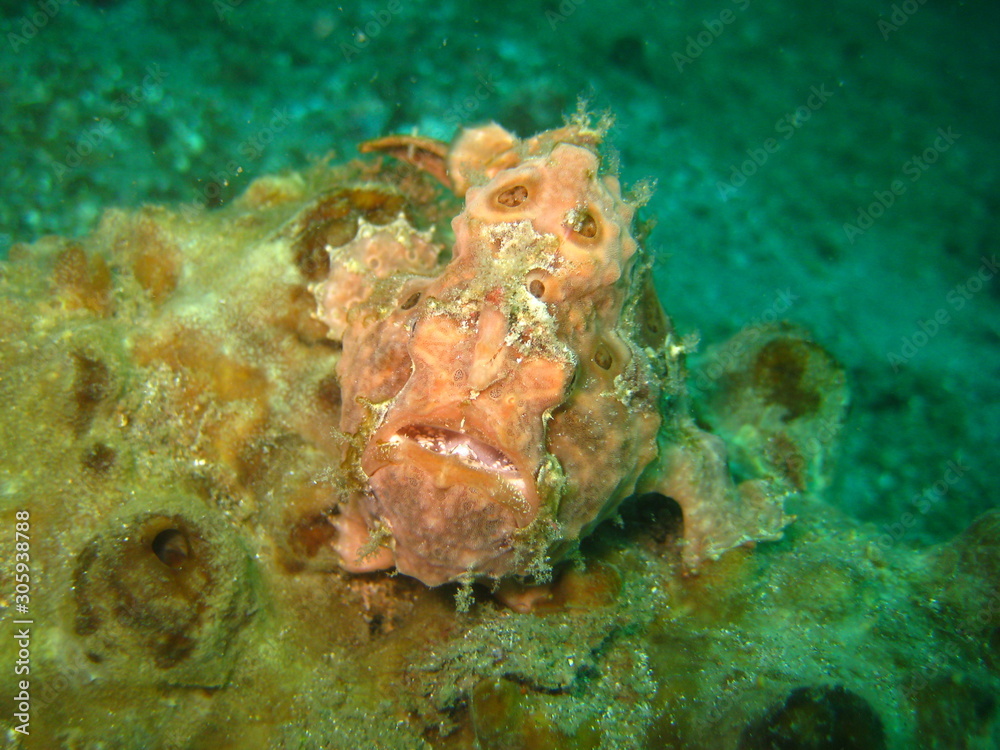 Anglerfisch