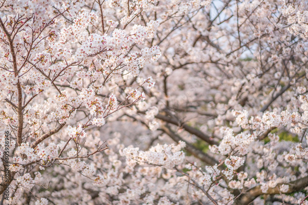 close up marco full bloom cherry blossom beauiful Sakura tree at japan cherry blossom forecast pink asian flower perfact season to travel and enjoy japanese culture idea long weekend holiday relax close up marco full bloom cherry blossom beauiful Sakura tree at japan cherry blossom forecast pink asian flower perfact season to travel and enjoy japanese culture idea long weekend holiday relax