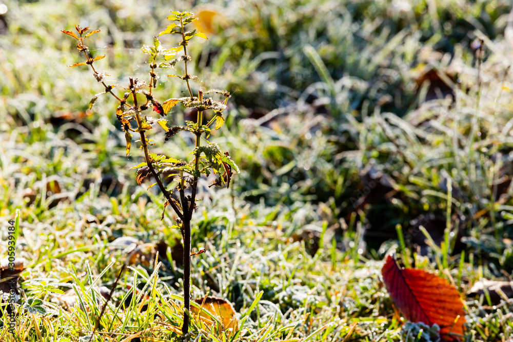 young tree with autumn leaves and grass in hoarfrost young tree with autumn leaves and grass in hoarfrost