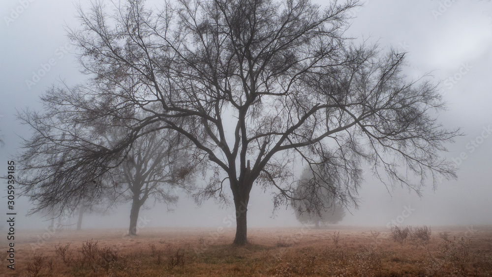 Tree in the fog Tree in the fog