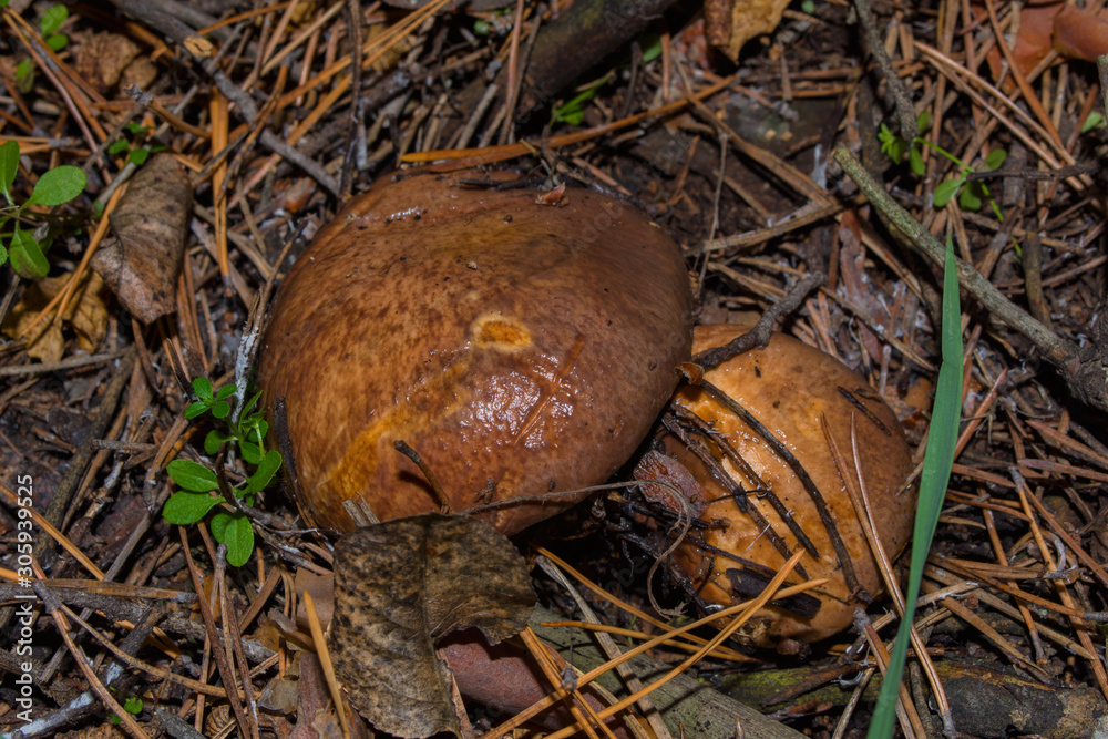 Two old mushrooms Suillus luteus or Slippery jack in pine forest. Mushrooms suillus luteus in wet pine needles closeup. Soft selective focus. Two old mushrooms Suillus luteus or Slippery jack in pine forest. Mushrooms suillus luteus in wet pine needles closeup. Soft selective focus.