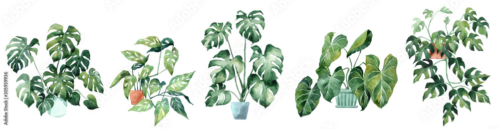 Obraz premium Watercolor image with tropical leaves and leaves of indoor plants. Home plant in pots. Greenery. Juicy. Floral design element. Perfect for invitations, cards, prints, posters.