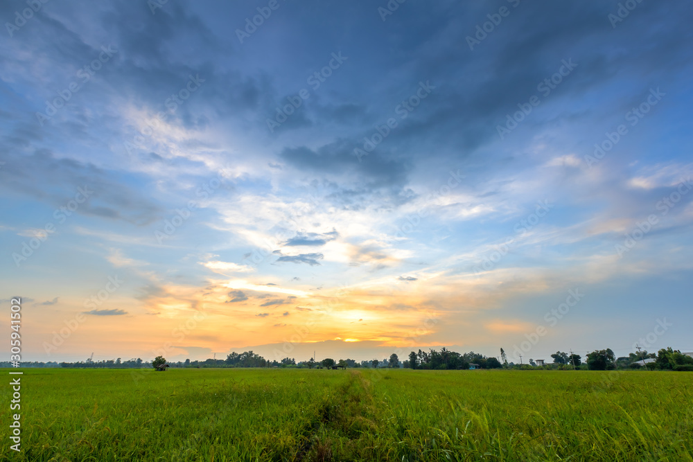 Beautiful green field cornfield or corn in Asia country agriculture harvest with sunset sky background.