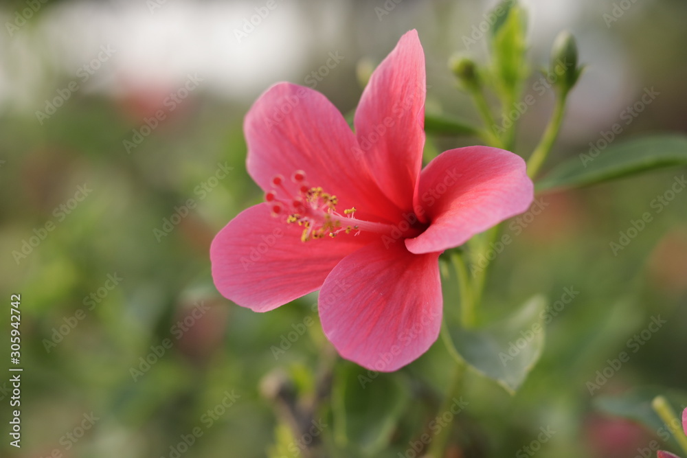 Natural beautiful red hibiscus flowers Natural beautiful red hibiscus flowers