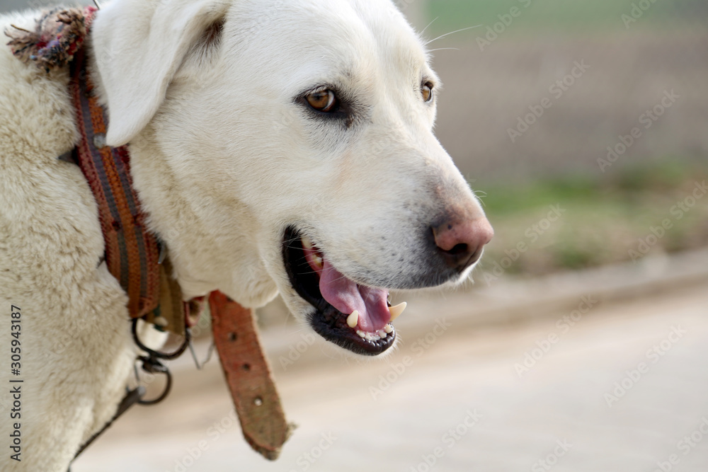 Obraz premium Cute guard dog poses, white dog