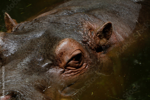 Portrait of a hippo, half of it in the water with focus on the eye and ear
