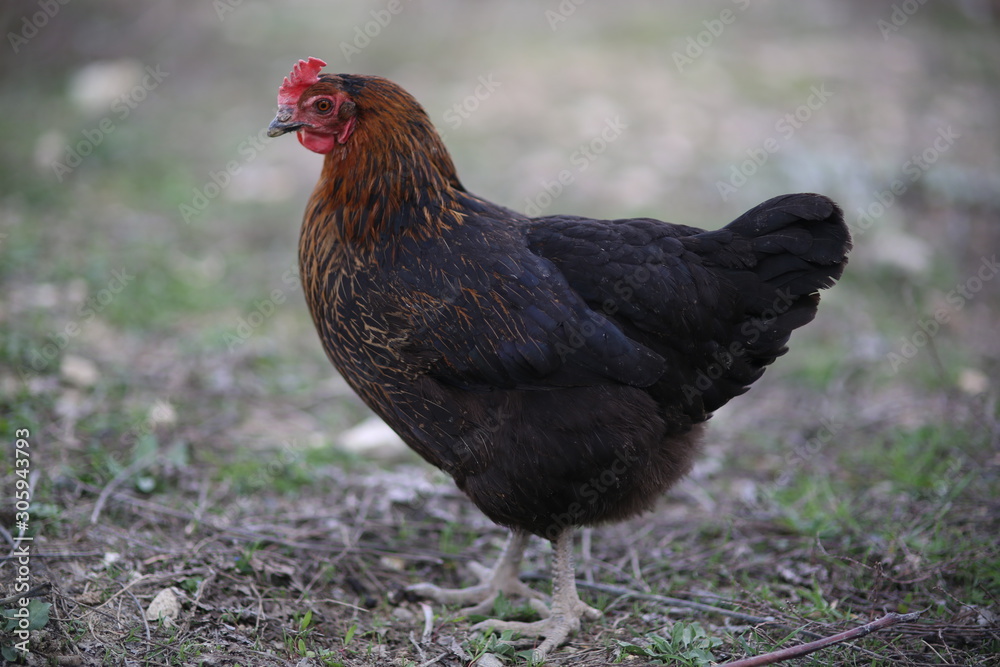 Close-up photo of a type of chicken