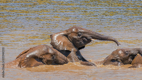 Elephants ( Loxodonta Africana) playing in the water, Pilanesberg National Park, South Africa.