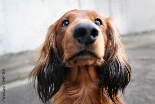 red long haired dachshund dog portrait outdoors