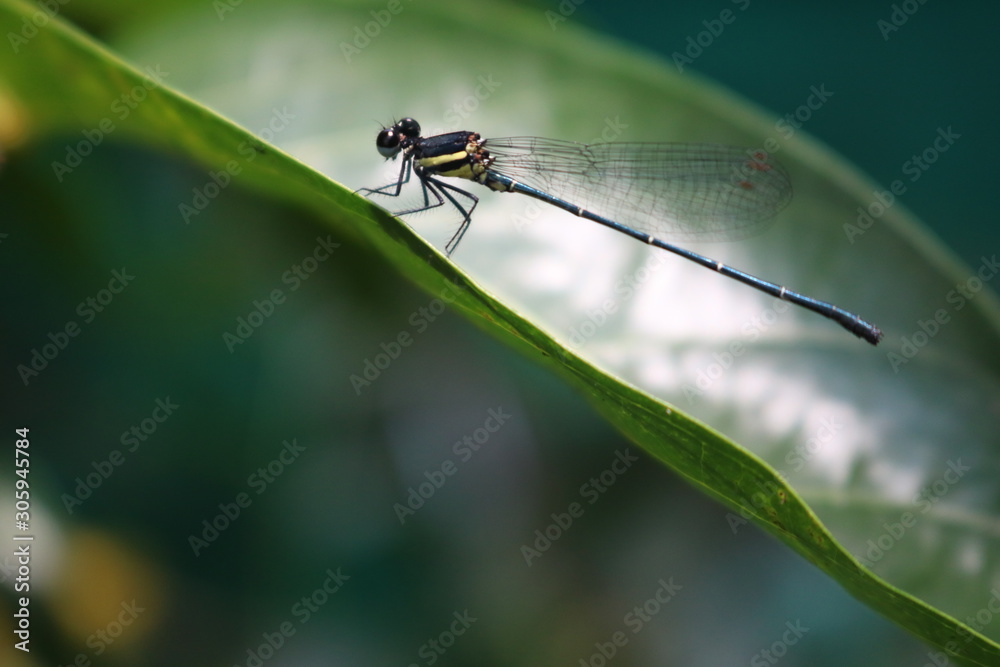 Fototapeta premium dragonfly one