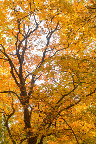 Abstract Tree 2