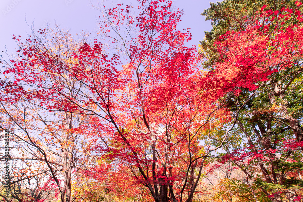 層雲峡の紅葉 層雲峡の紅葉