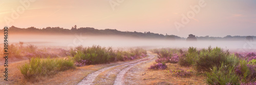 Path through blooming heather and fog, sunrise, Hilversum, The Netherlands