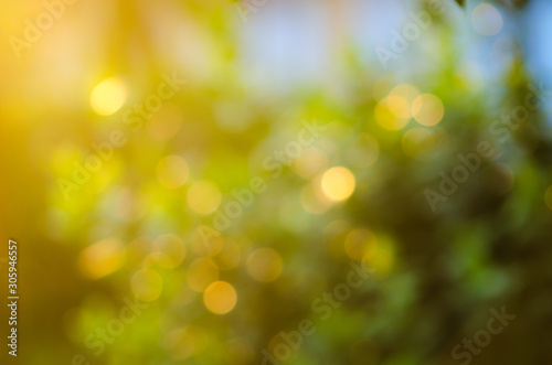 Abstract blurred green background with sunlight