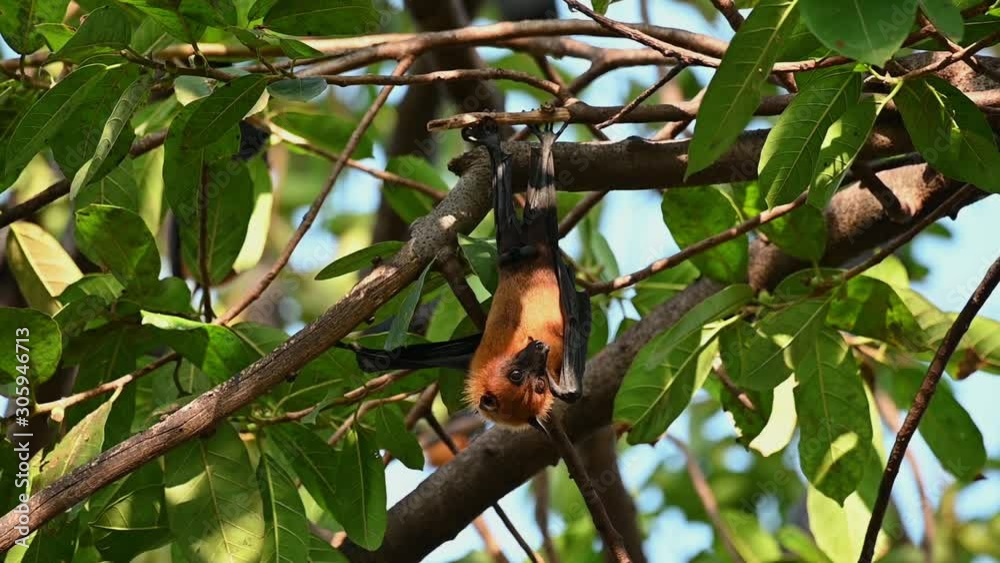 Flying Fox or Pteropus lyleior, looking right as it is hanging on a branch with green leaves as background and its male genital exposed, in slow motion. Flying Fox or Pteropus lyleior, looking right as it is hanging on a branch with green leaves as background and its male genital exposed, in slow motion.