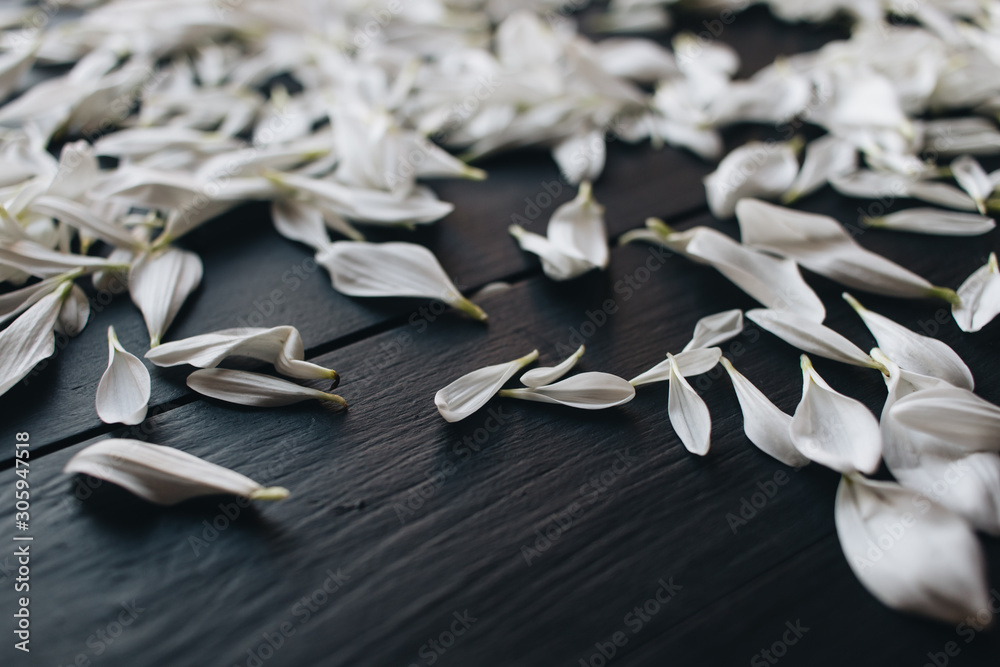 Petals of tender white flowers on dark background Petals of tender white flowers on dark background