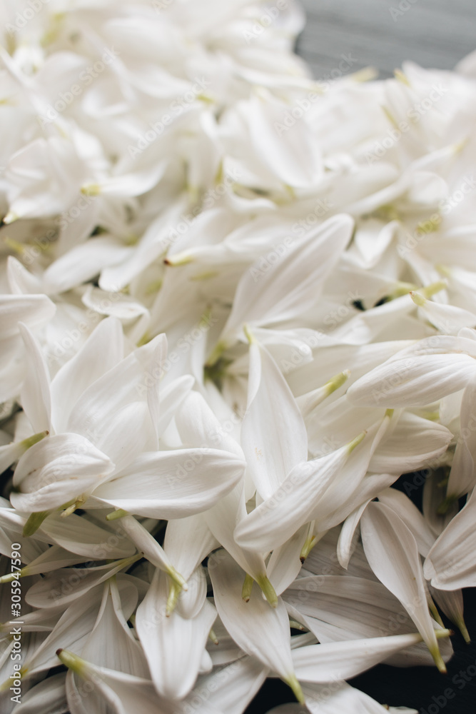 Petals of tender white flowers in shape of heart on dark background Petals of tender white flowers in shape of heart on dark background