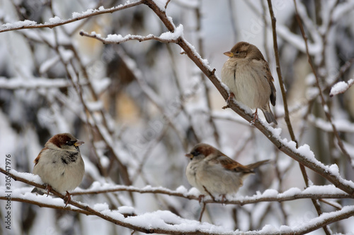 Three sparrows sitting on snowy tree branches. Birds in winter.
