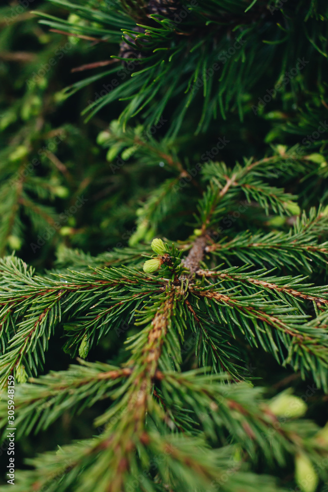 Fototapeta premium Green twigs of fir tree, closeup