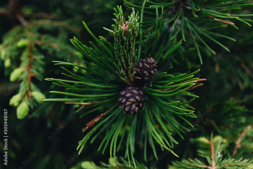 Green twigs of fir tree, closeup Green twigs of fir tree, closeup