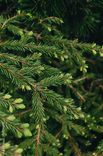 Green twigs of fir tree  closeup