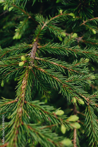 Green twigs of fir tree  closeup