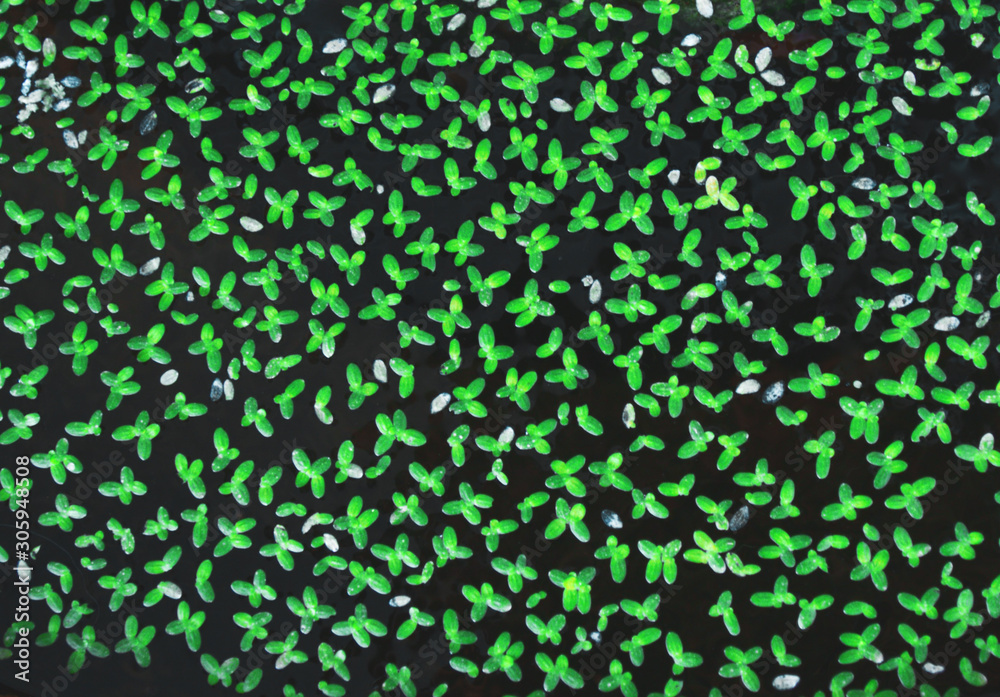 Floating duckweeds are covering on the water. Floating duckweeds are covering on the water.