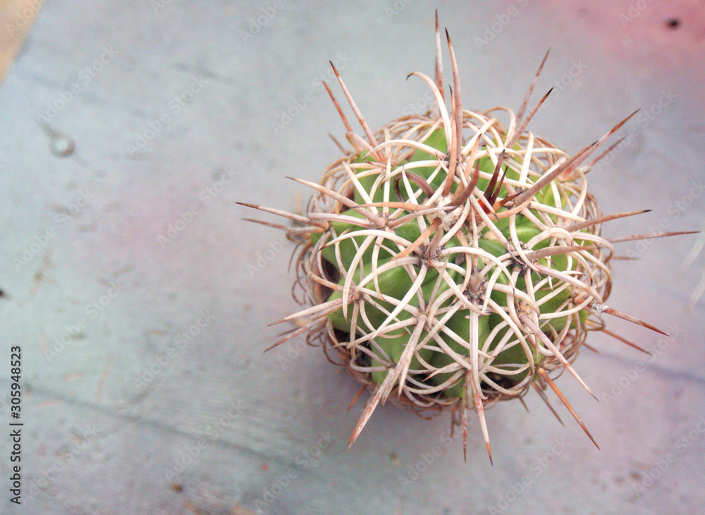 Fototapeta premium The cactus is growing on white background.