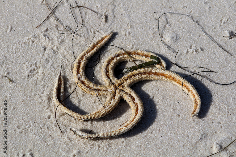 Obraz premium starfish on beach