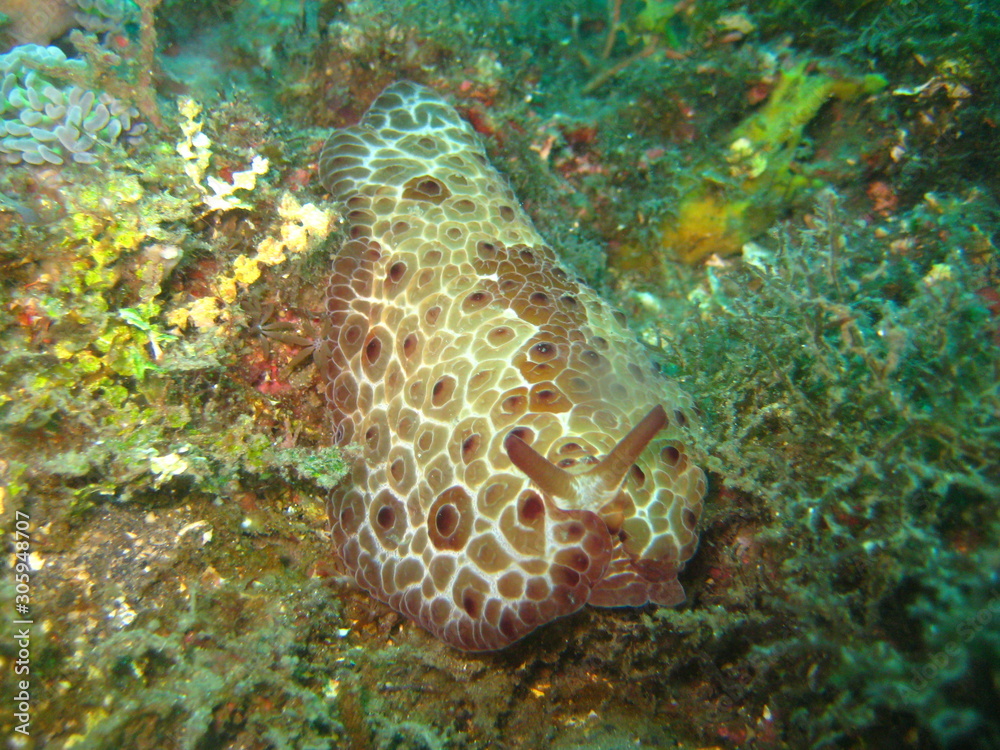 Flankenkiemer
