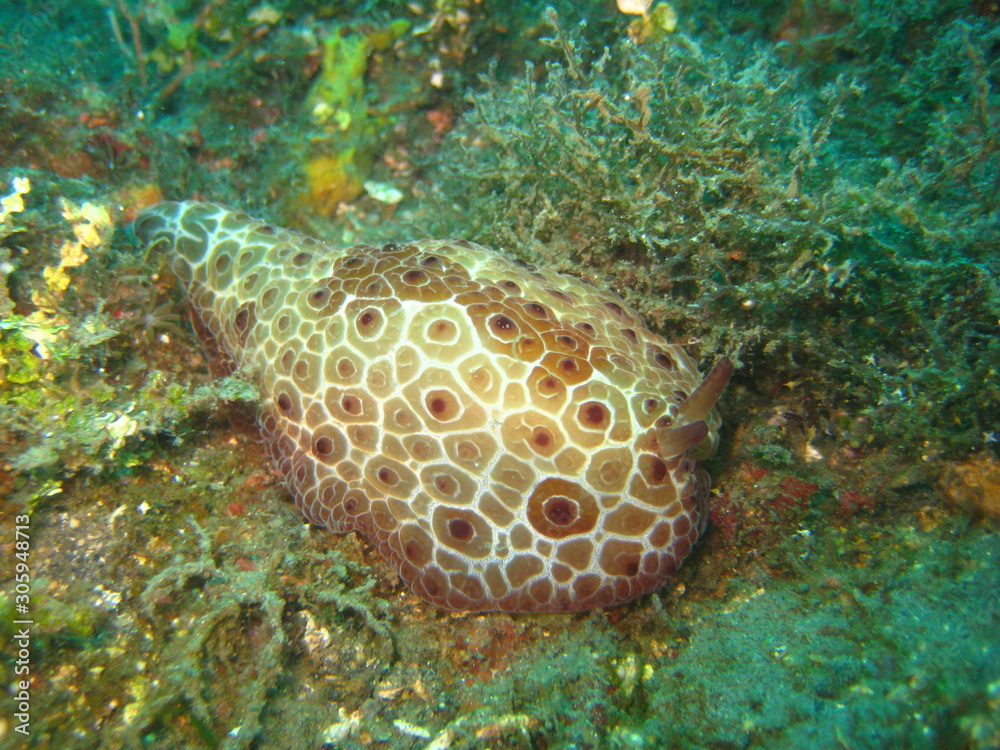 Flankenkiemer