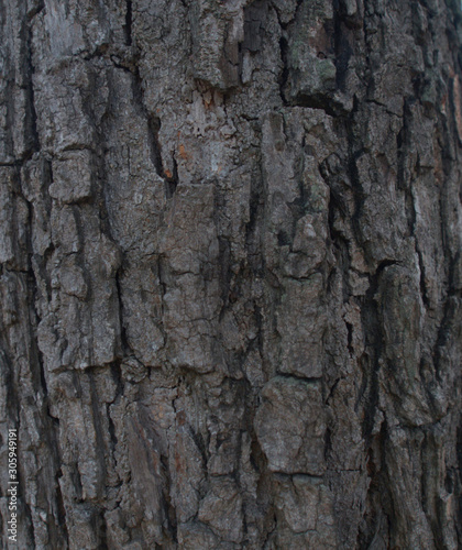 Rough bark of tree texture