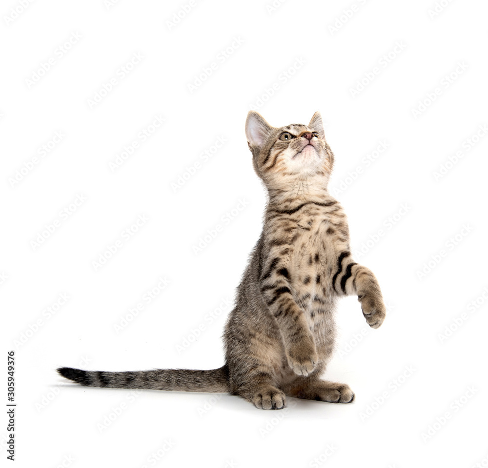 Cute tabby kitten jumping and playing